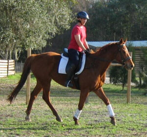 Palisades' Park - 1999 TB mare