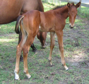 Petite Fleur - 2006 TB cross filly