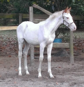 Puchi's Gamble - 2013 TB colt