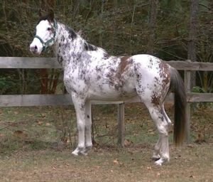 Puchi's Special FX - 2009 Thoroughbred gelding