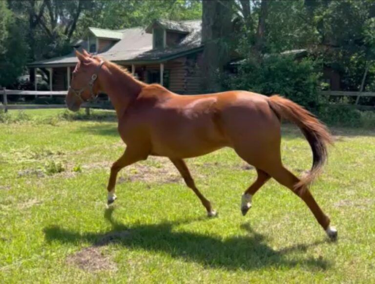 Red Head Speights - Thoroughbred mare - Fox Haven Farm, Inc.