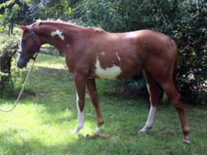 "RemarqableArtistry" - 2019 Thoroughbred filly