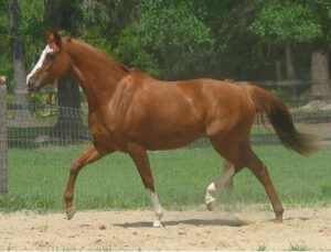 Rox - 1999 TB mare