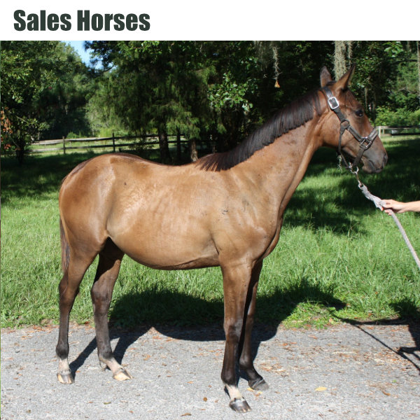 Sales Horses
