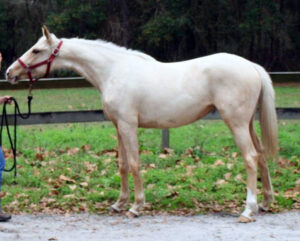 "Sam's Surfer Chick" - 2018 Thoroughbred filly