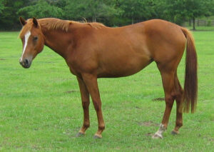 Scooter - 2004 TB cross mare
