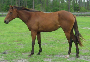 Shezatalkinchick - 2005 TB mare