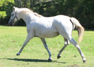 Sierra Little - 1996 TB mare