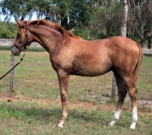 "Storm" - 2019 Anglo-Arab colt