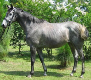 Tiffany Zone - 2001 TB mare