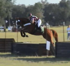 Western County - 2001 TB gelding